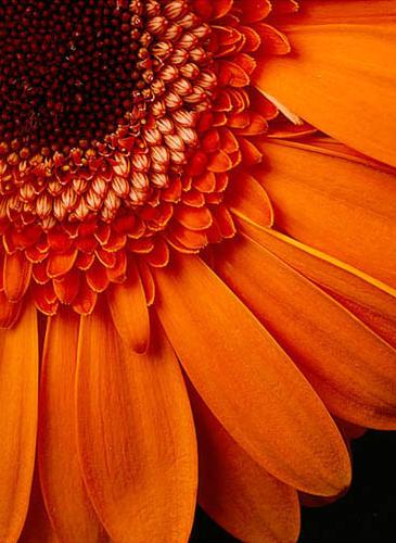 Gerbera Daisy